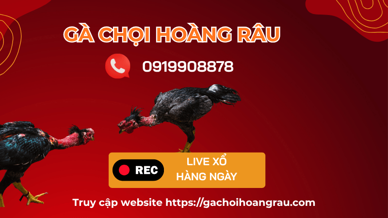 Gà Chọi Hoàng Râu